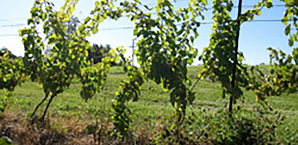 Vineyard has sparse canopy fill in the foreground with field in the background