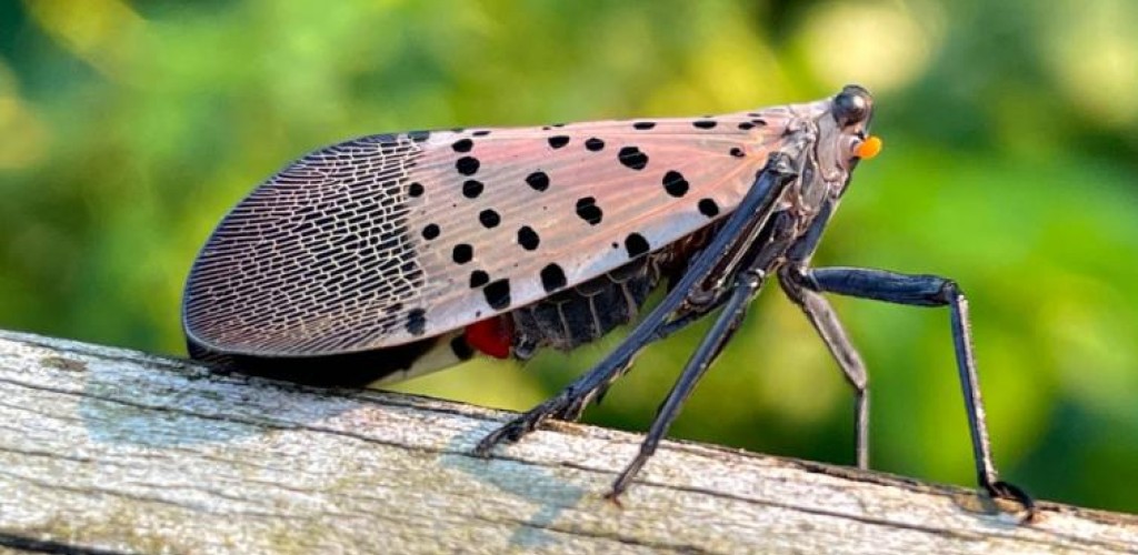 An adult spotted lanternfly sitting on a branch
