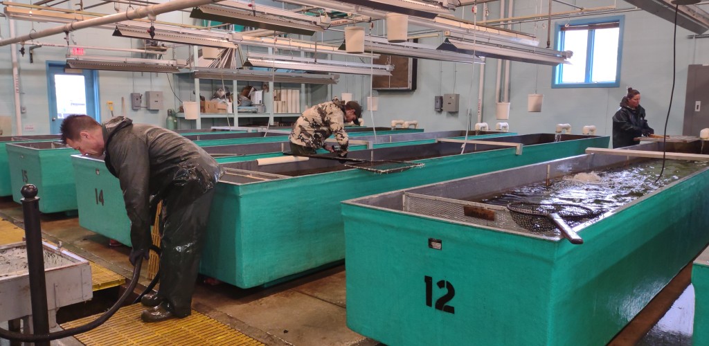 three people working at the hatchery