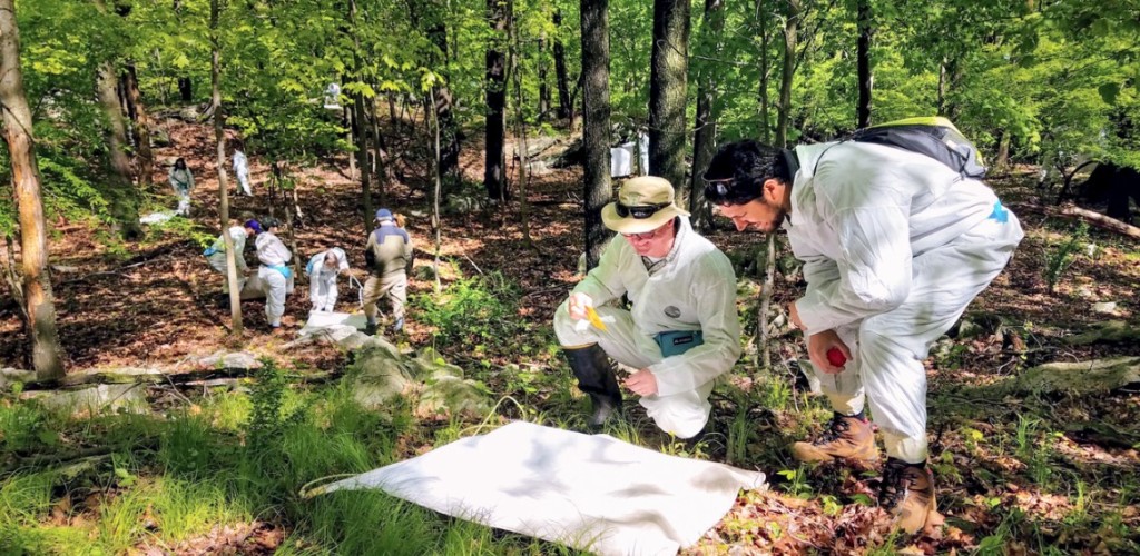 Students in white jumpsuits collect ticks from a forest.