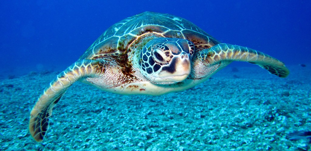 Sea turle swims in the ocean.