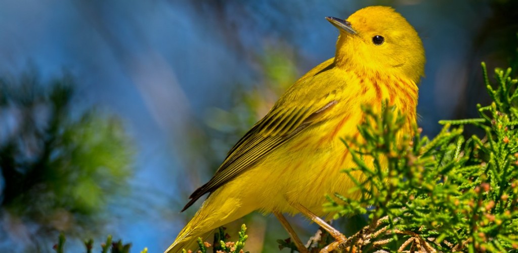 A yellow warbler bird sitting on a branch.
