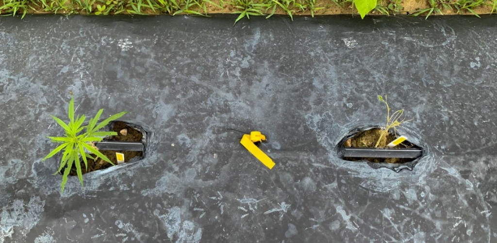 Two hemp plants growing in a garden.