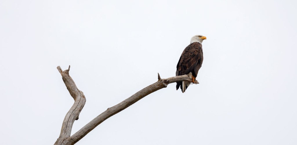 A bald eagle on a branch.