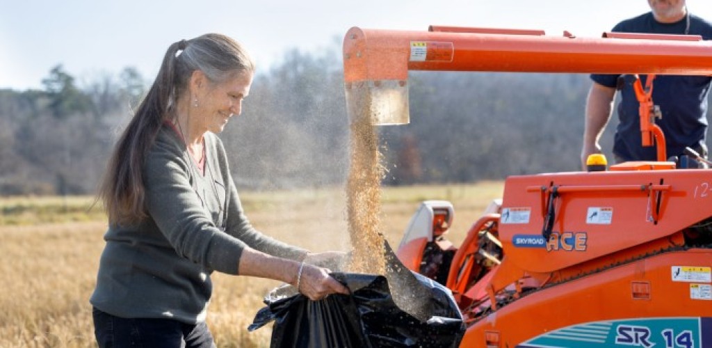 A woman catches rice coming out of a harvester machine on a farm.