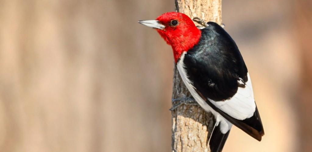 A red-headed woodpecker rests on a tree.
