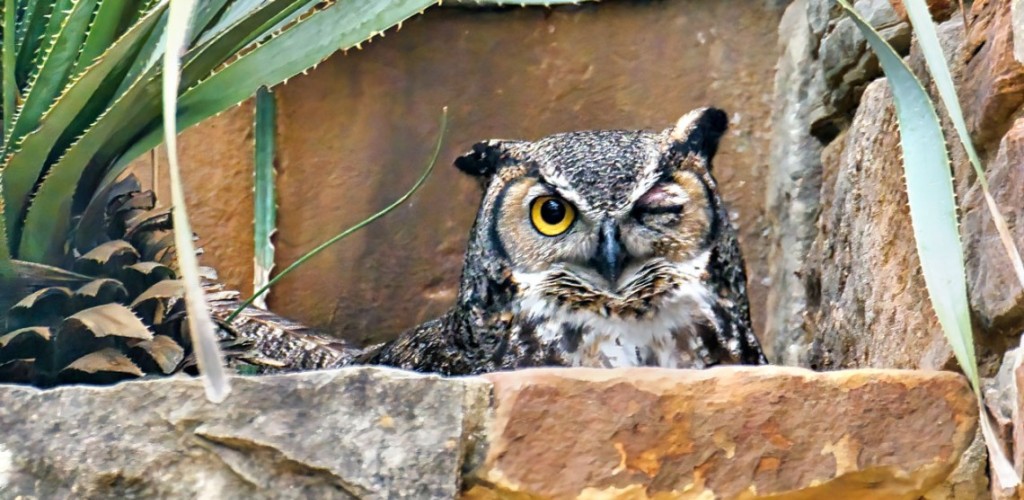 A black, brown, and white great horned owl winks at the camera from her nest.