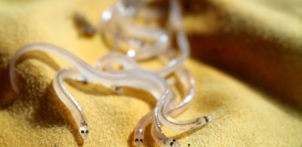Young clear American eels on a felt-like brown surface.