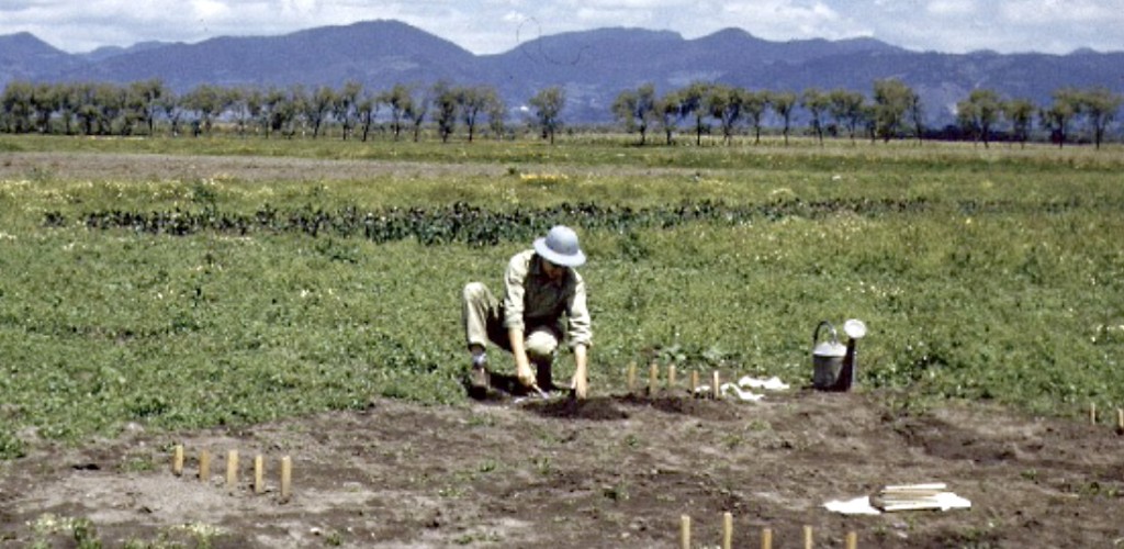 ewing tending pea research plots