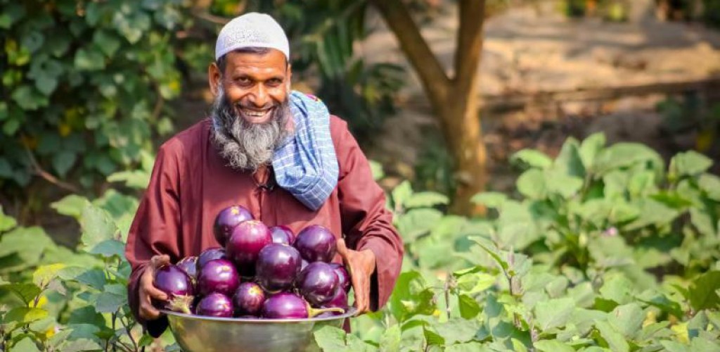 Man with harvested Bt eggplant in Bangladesh
