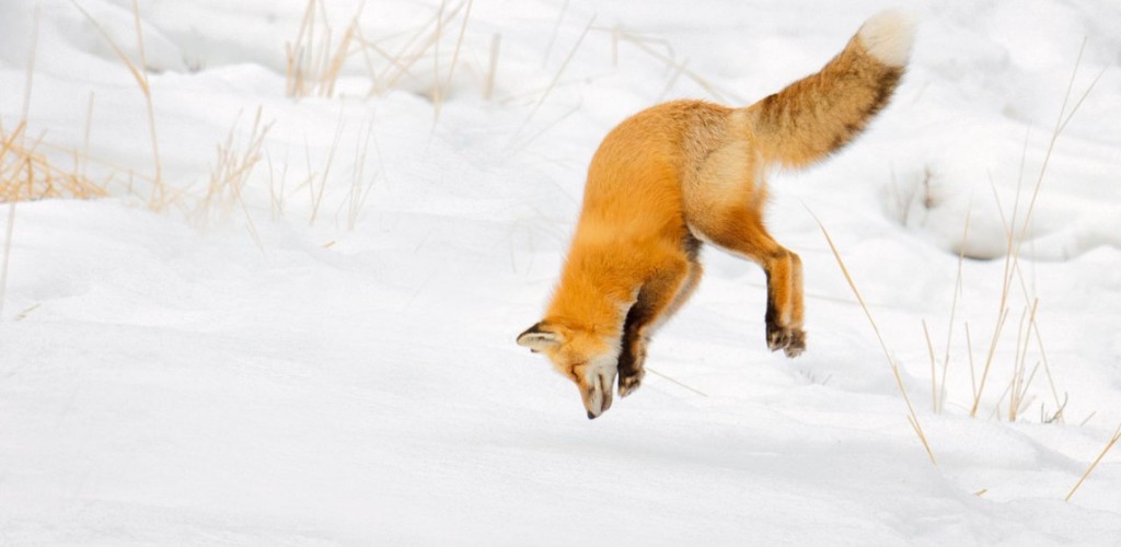 A fox jumps headfirst into snow.