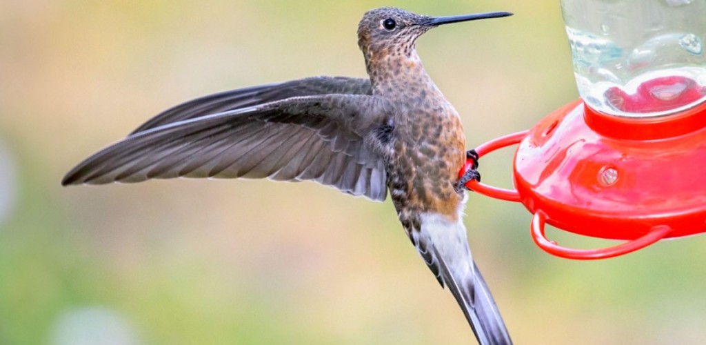 A brown Northern Giant Hummingbird, with its wings outstretched, sits atop a bird feeder.