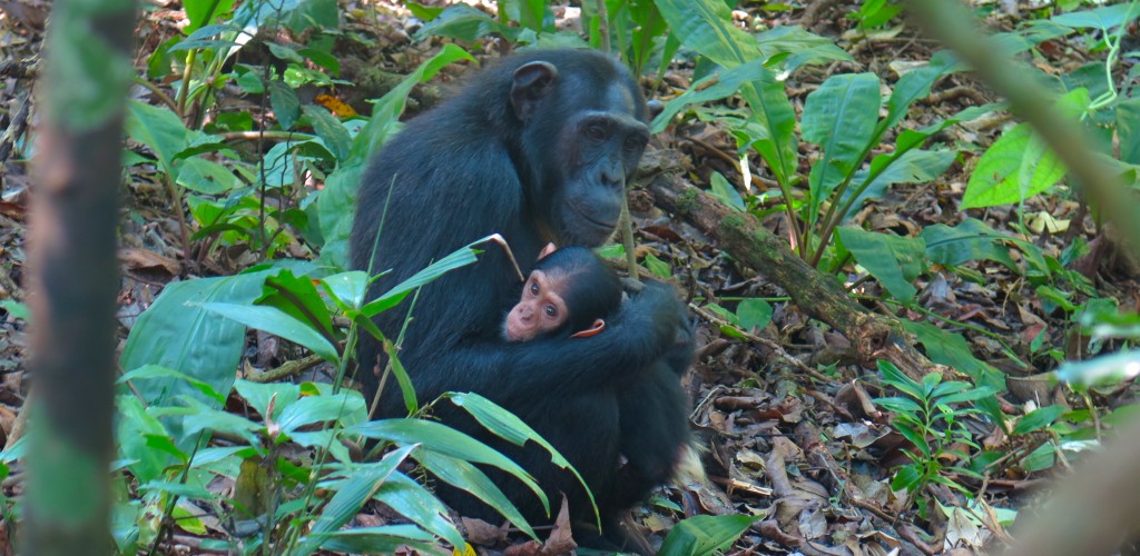a mother chimp holds her baby in the forest