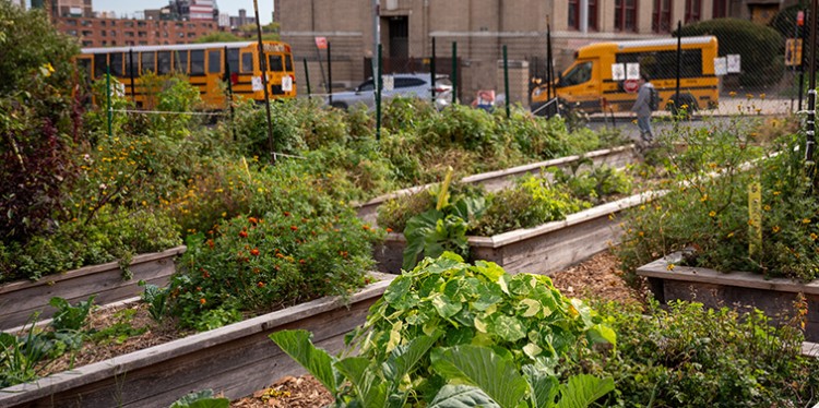 Garden plots located in New York City.