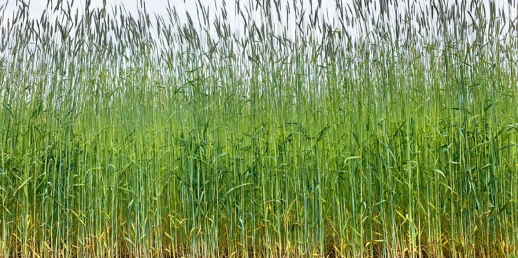 Cereal rye, the most widely used cover crop in the U.S., in a field at the Cornell University Musgrave Research Farm in Aurora, New York.