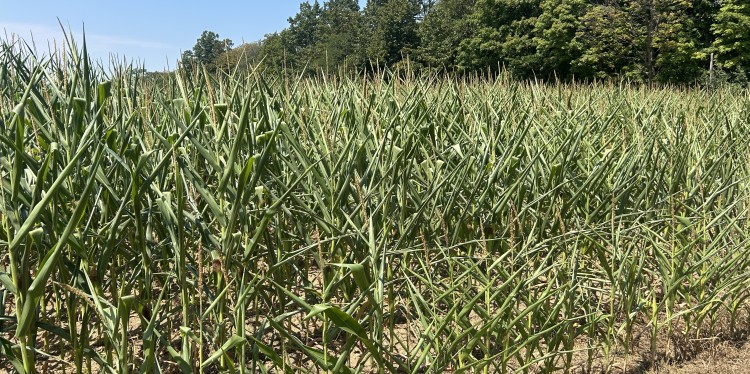 drought stressed corn