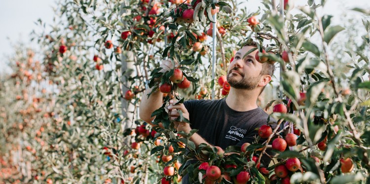 Jason Londo examines a tree impact by extreme weather.