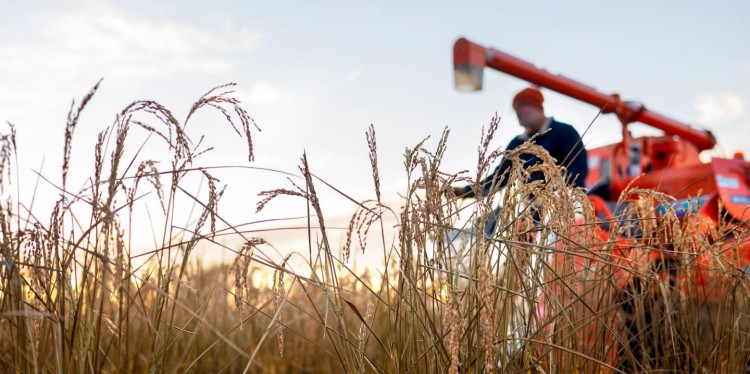 Harvesting Dryland Rice