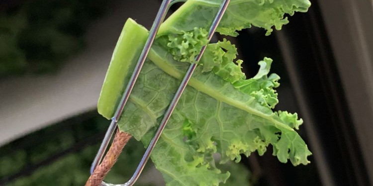 Tweezers holding a piece of lettuce