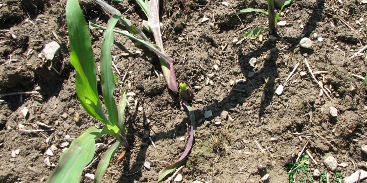 Blackcut Worm Damage