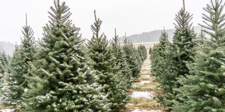 A Christmas tree plot with a fresh dusting of snow.