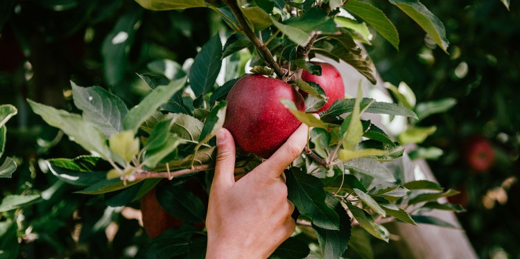 Hand grabbing apple