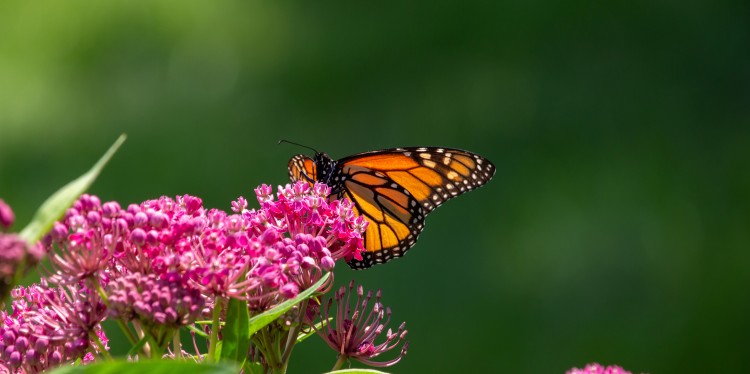 A monarch butterfly on milkweed.