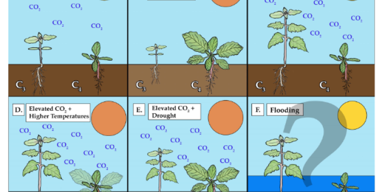 Difference between C3 and C4 plants graphic