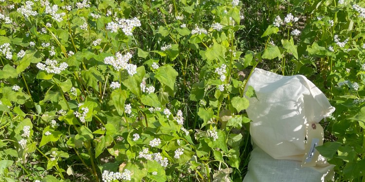 A bag in a field of buds