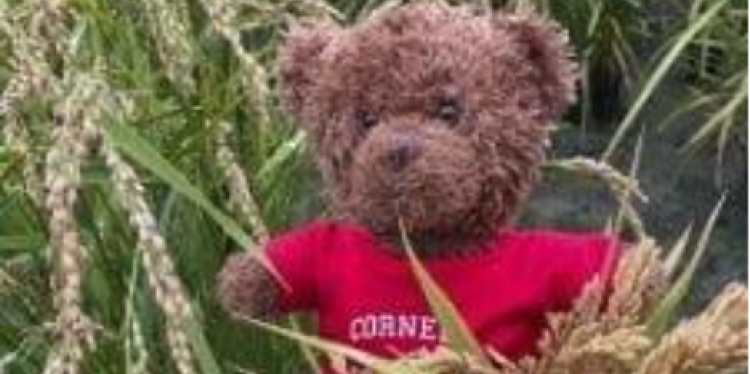 Cornell teddy in a field of arborio rice