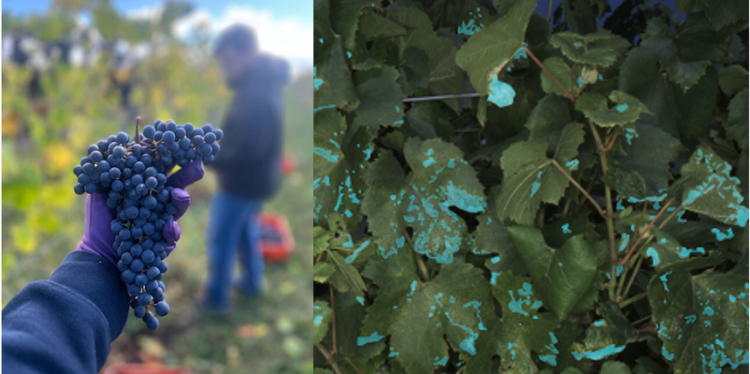 hand holding grapes (left) & grape leaves with UV blotches (right)
