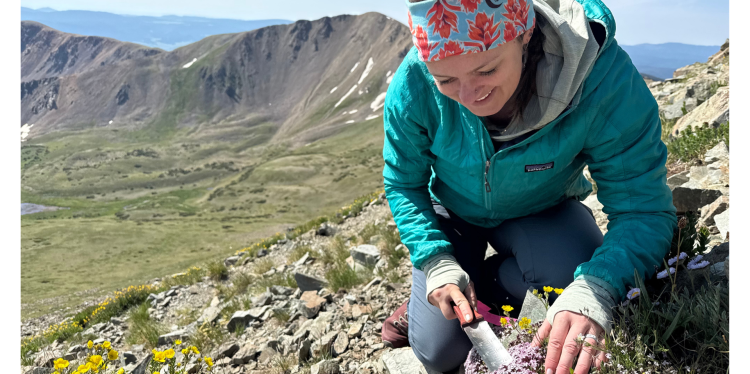 Hannah Marx collecting alpine plants in the field. Photo provided.