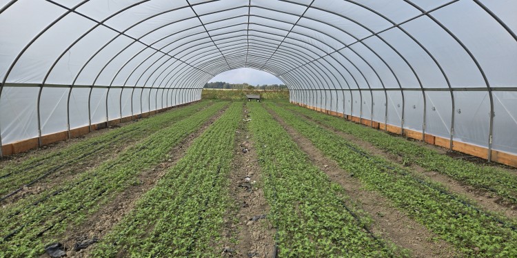 Rows of green crops growing inside a large, transparent, arched greenhouse structure stretching into the distance.