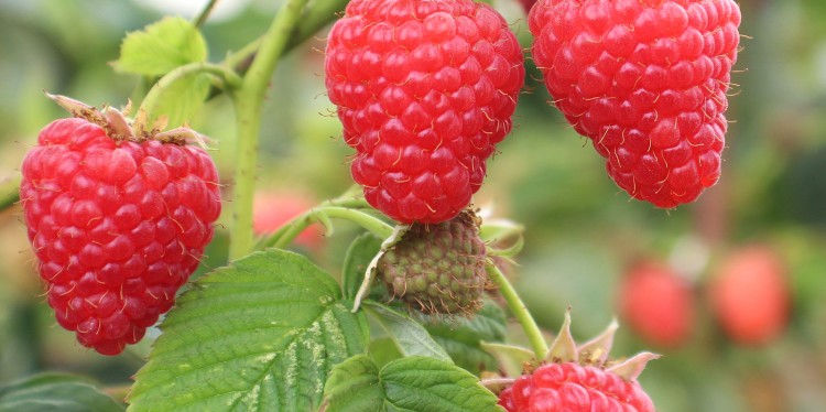 Several red 'Crimson Beauty" raspberries hang from green leaves and stems.