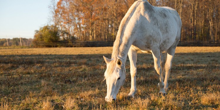 A grey dapple horse grazing in the foreground, fall leaves on the trees in the background. 