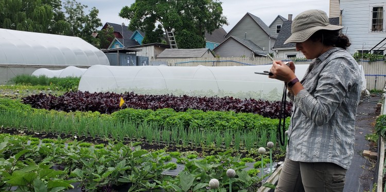 A person examines a device in a garden with rows of crops and protective tunnels, with houses in the background.
