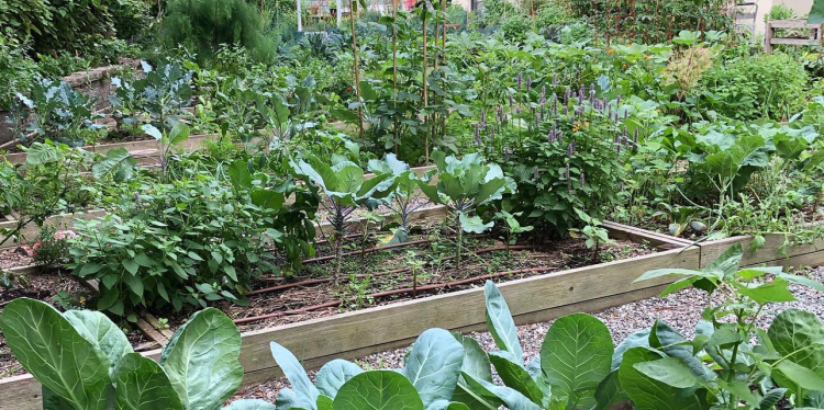 Urban community garden with raised plant beds filled with green leafy vegetables.