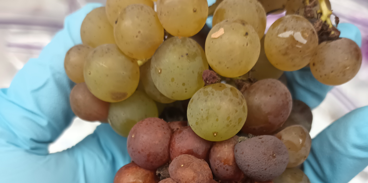 hand holding grape cluster with rot