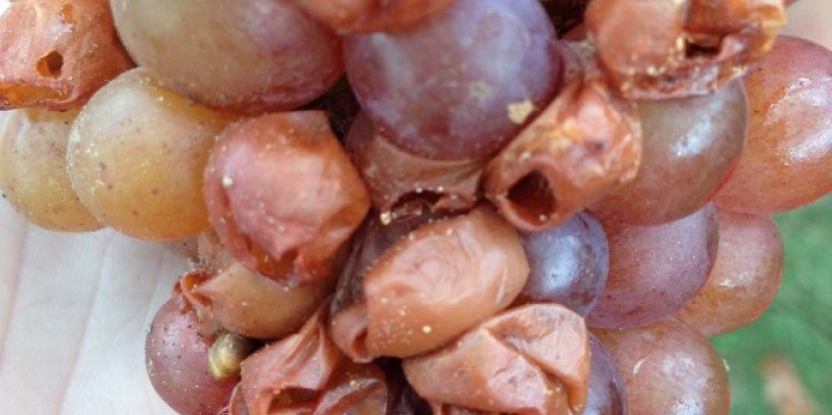 Sour rotted cluster of grapes