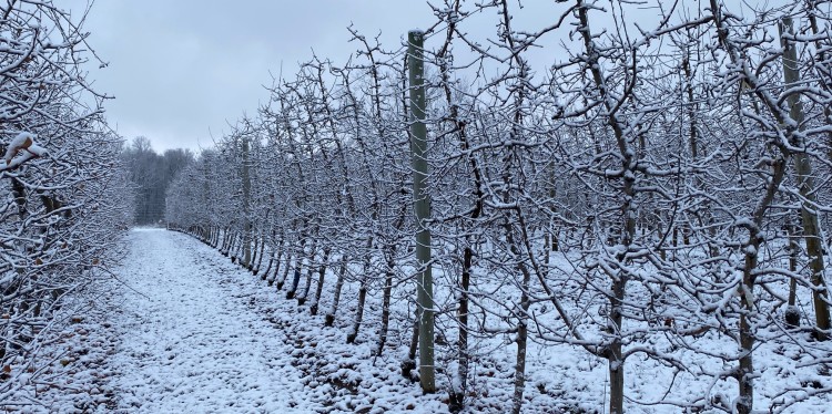 Snow-covered apple orchard with bare trees in neat rows.