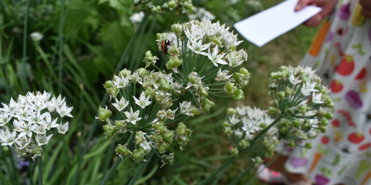 A red and black nine-spotted lady bug rests on a white flower.