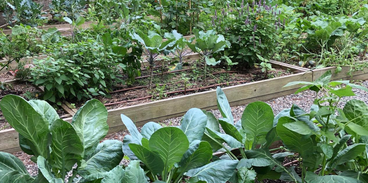 A raised garden bed at the Kelly Street Garden