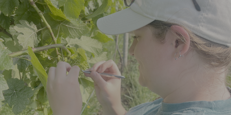 woman holding grape cluster to brush pollen on