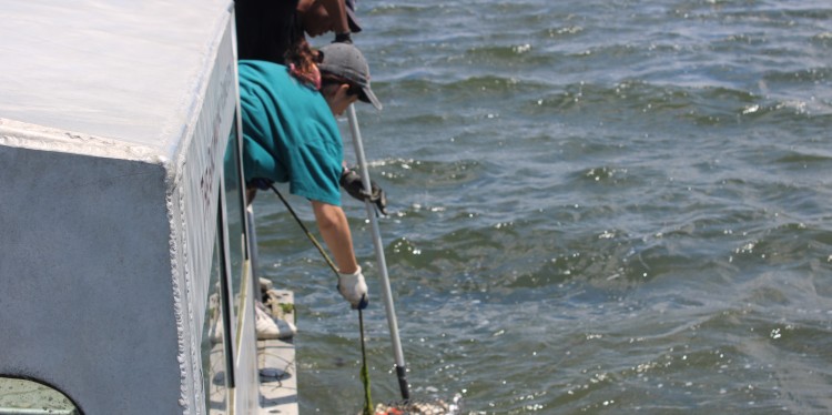 Two people harvest oysters from the waters of Manhasset Bay.