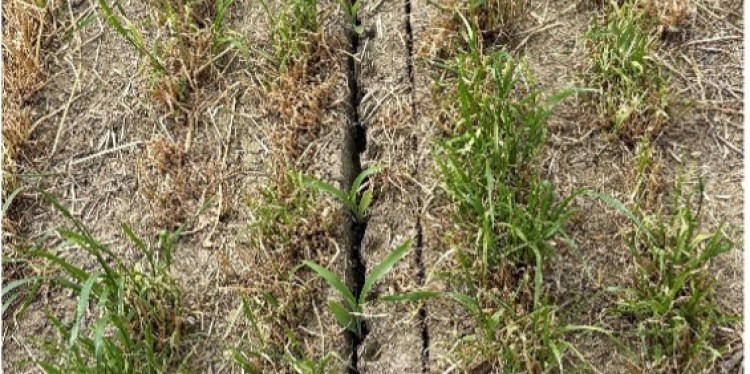ryegrass field