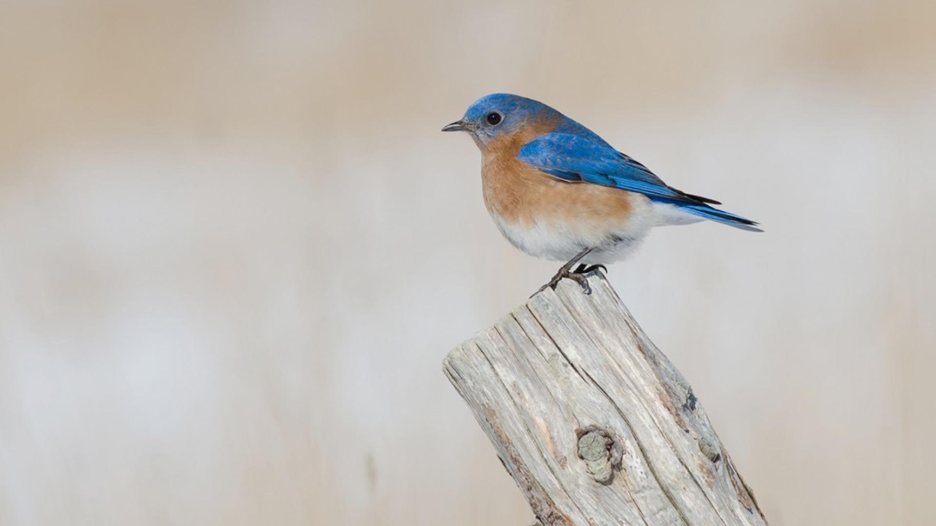 Bluebird perches on a piece of wood