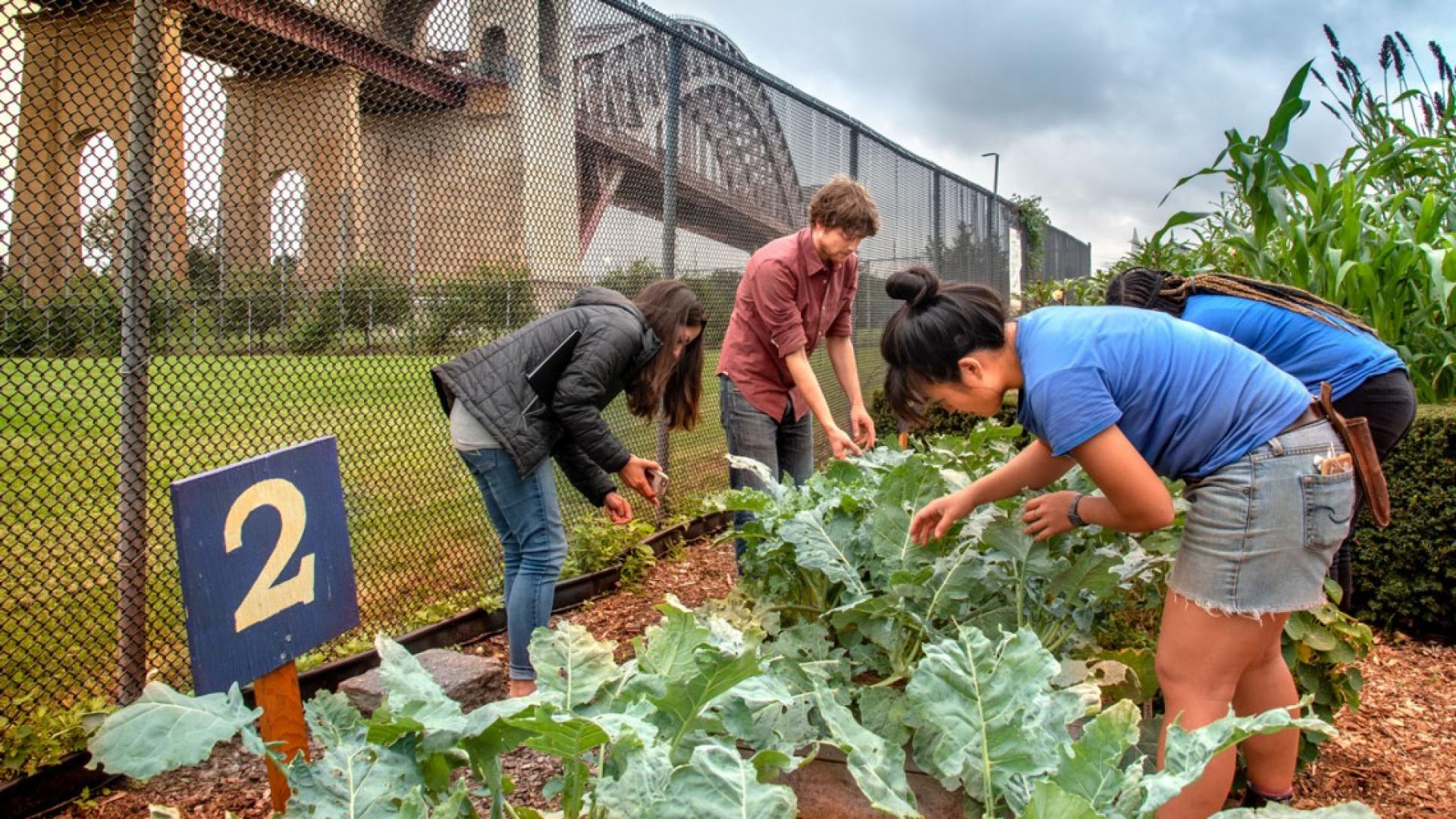 Yolanda Gonzalez and Sam Anderson scout for harlequin bugs at farm.