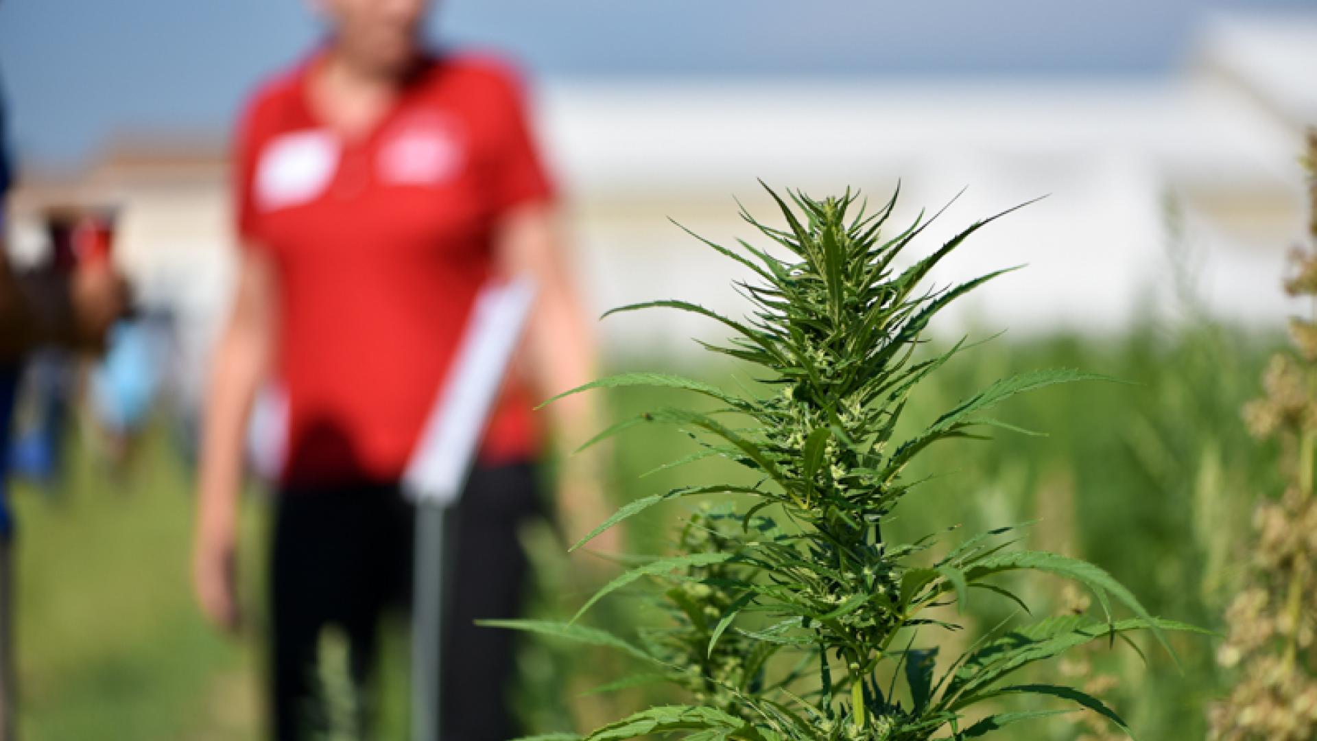 Hemp plant in field