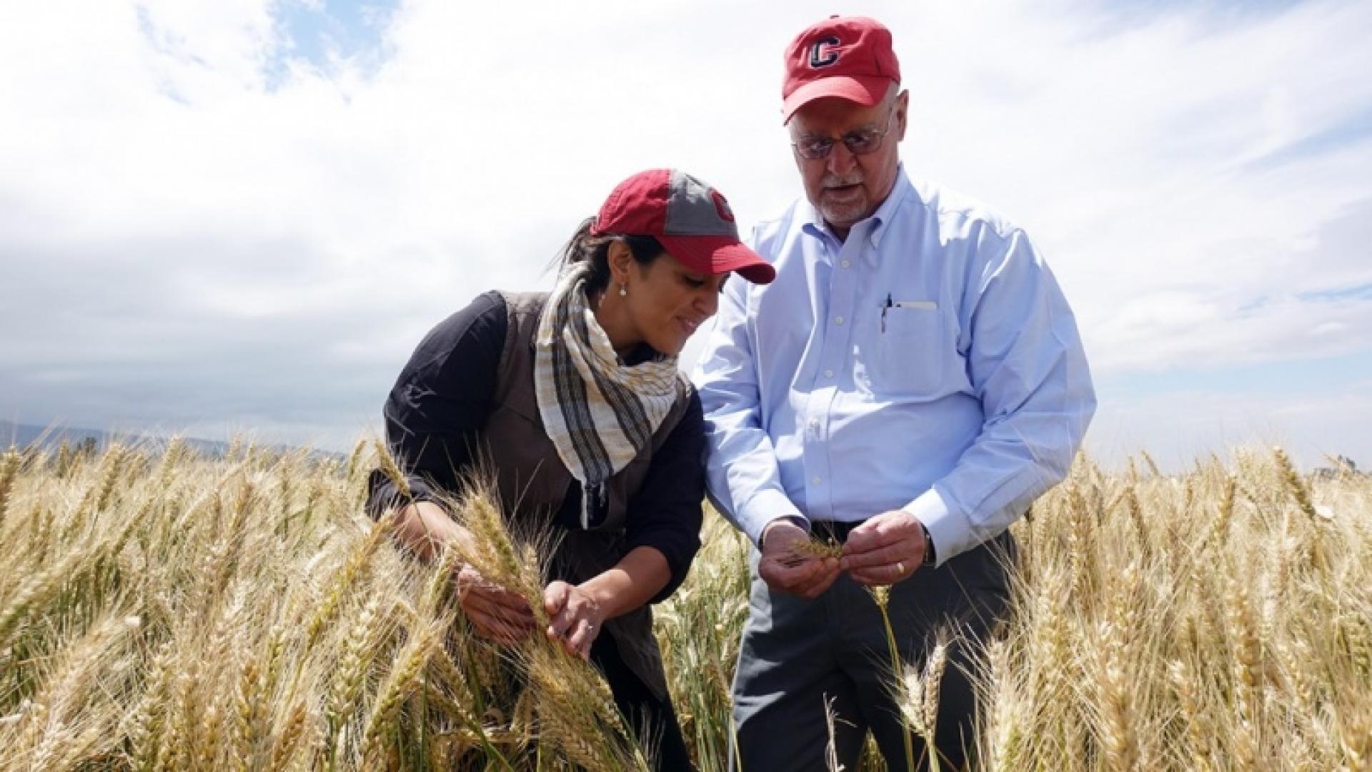 A man and a woman stand in a field of wheat, examining the growing plants