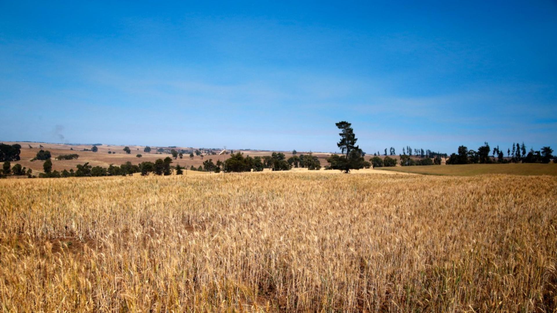 A large golden field of wheat with a blue sky and trees on the horizon